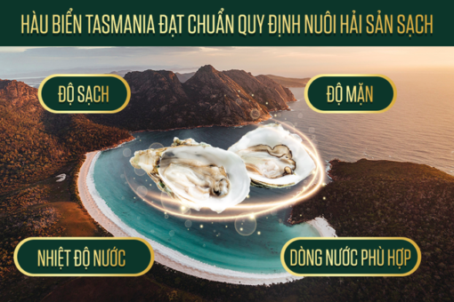 Viên uống tinh chất hàu nhân sâm (lọ 100v) - Image 4