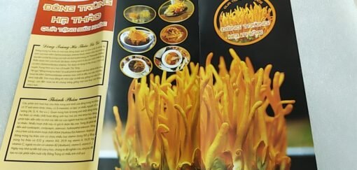 Đông trùng hạ thảo